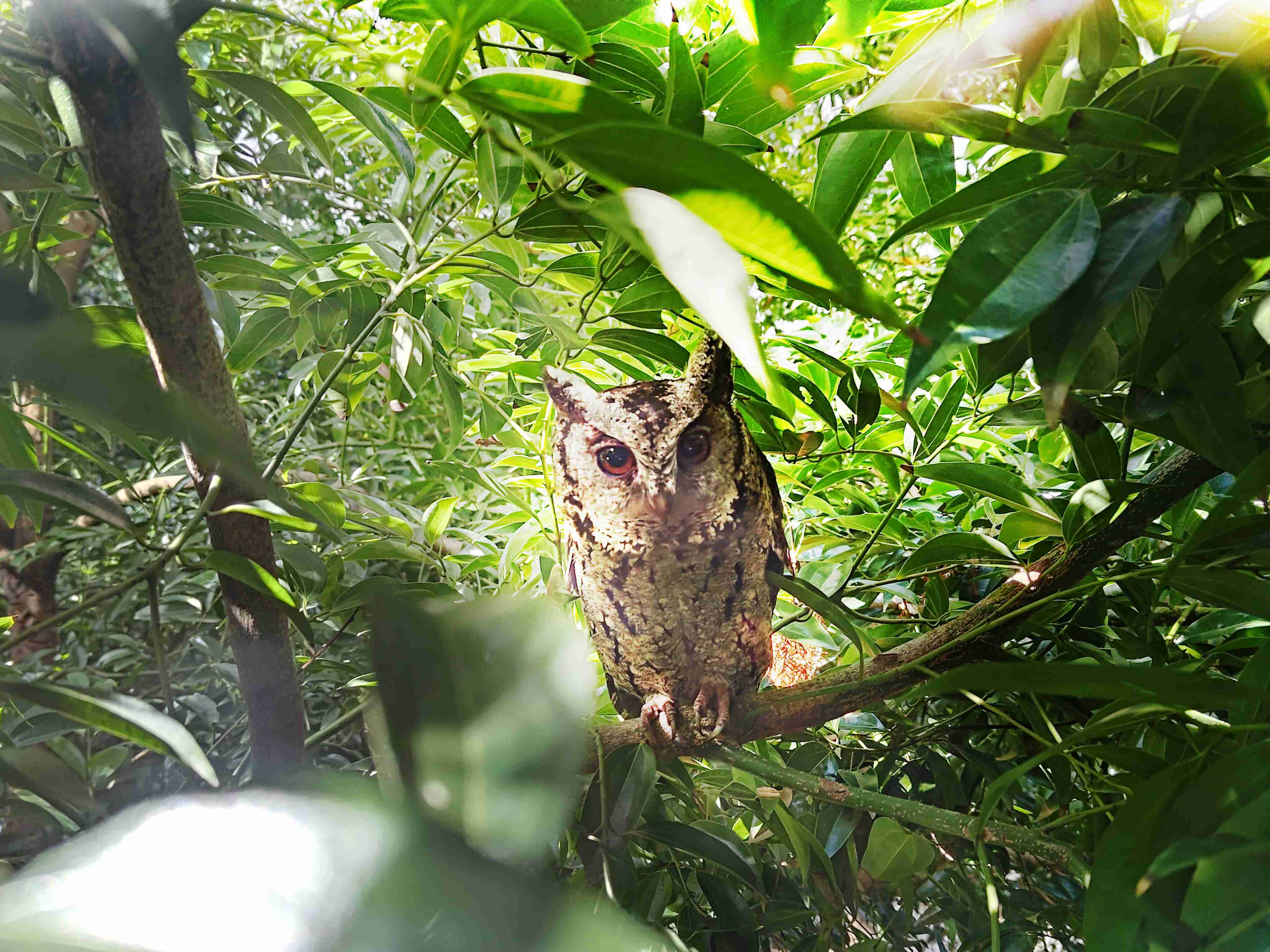 彩神vll致力提倡净零绿生活，，16年以来在全球各厂区植树逾百万棵，，造就各厂区树木蔚然成林，，，，犹如森林工厂，，，成为许多生物的栖息地